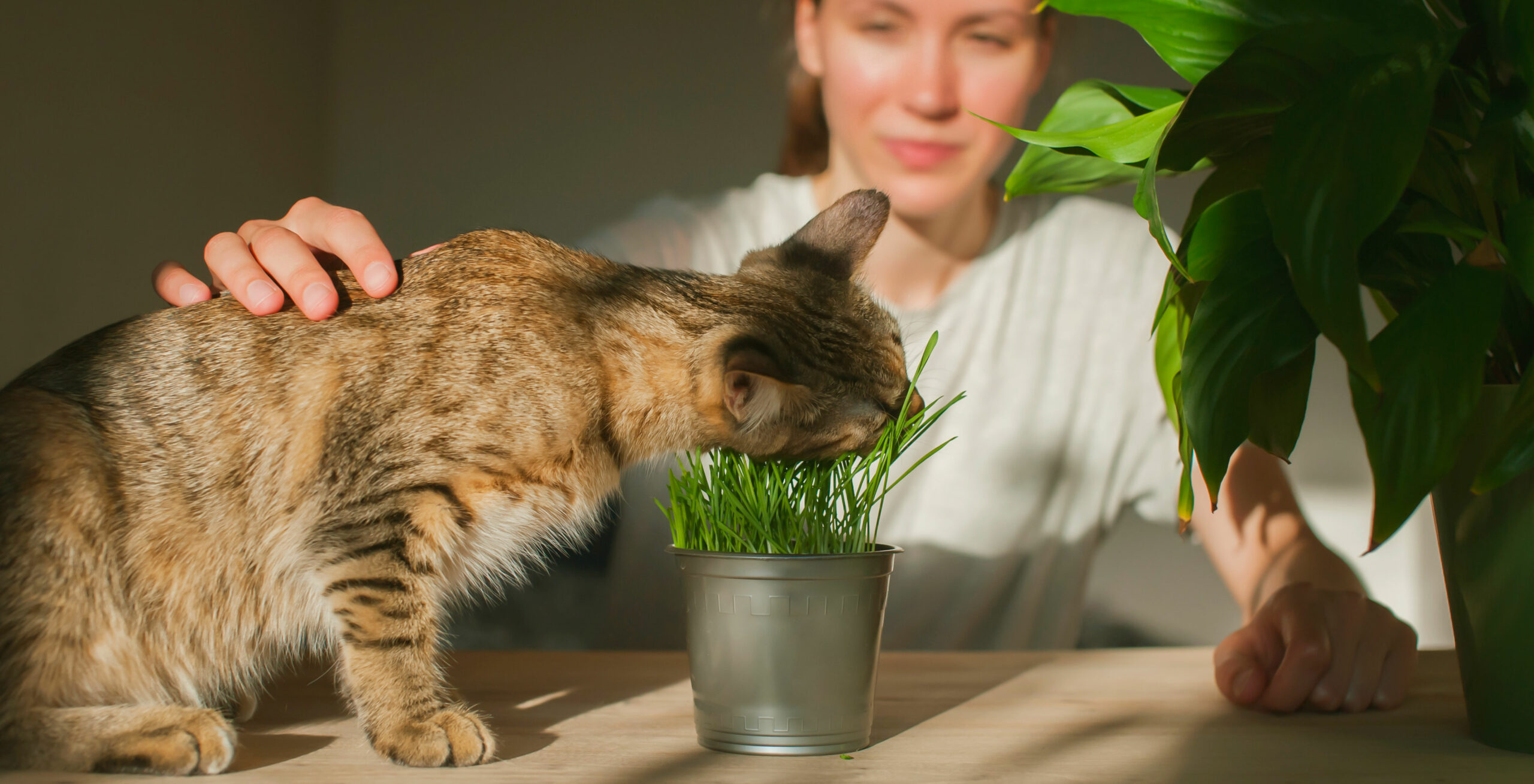 Why Your Cat Is Throwing Up