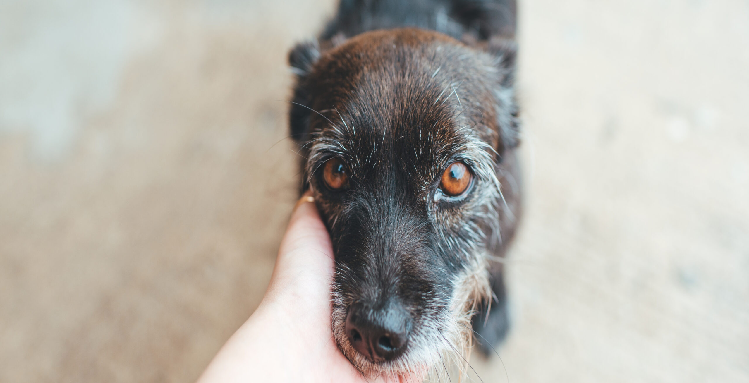 Dealing with the Loss of a Pet | Hastings Veterinary Hospital
