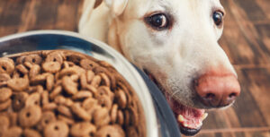 How to Adjust Your Dog's Diet Safely | Hastings Veterinary Hospital