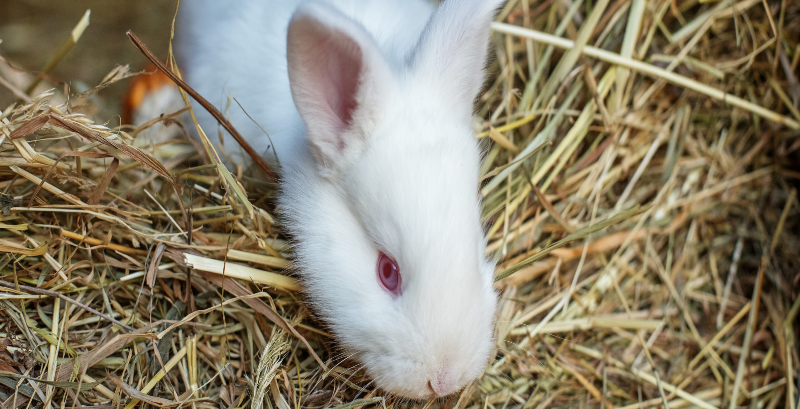 The Importance of Hay for Your Rabbit's Oral Health | Hastings Veterinary Hospital