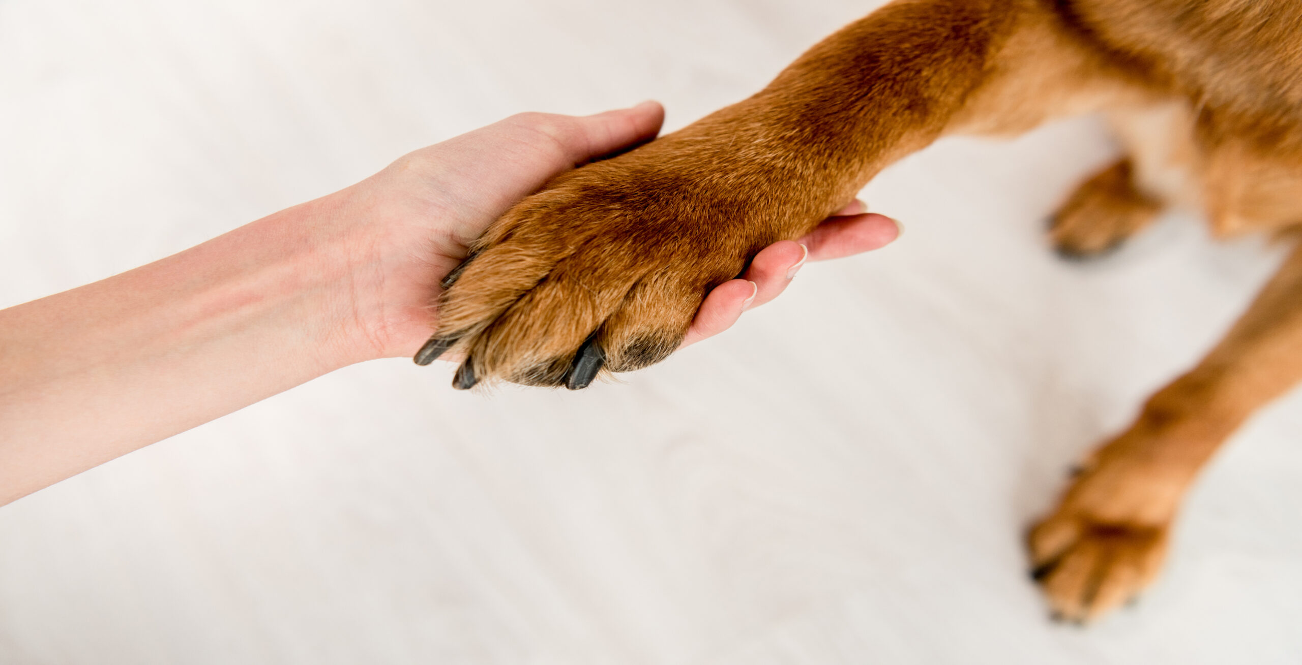 how many litres of water should a dog drink per day