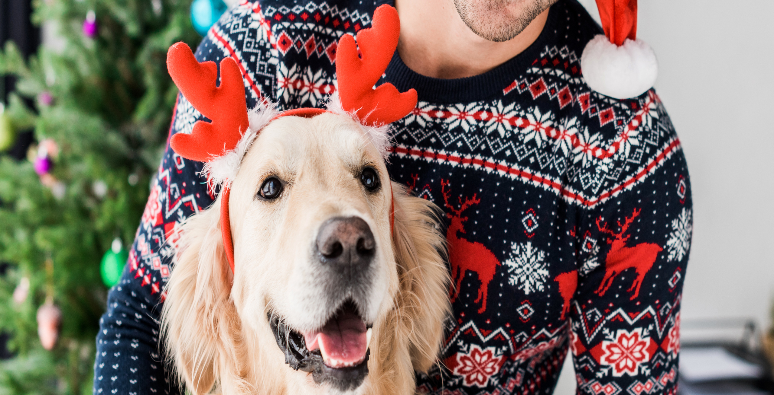 How to Prevent Holiday Emergencies for Your Pet | Hastings Veterinary Hospital