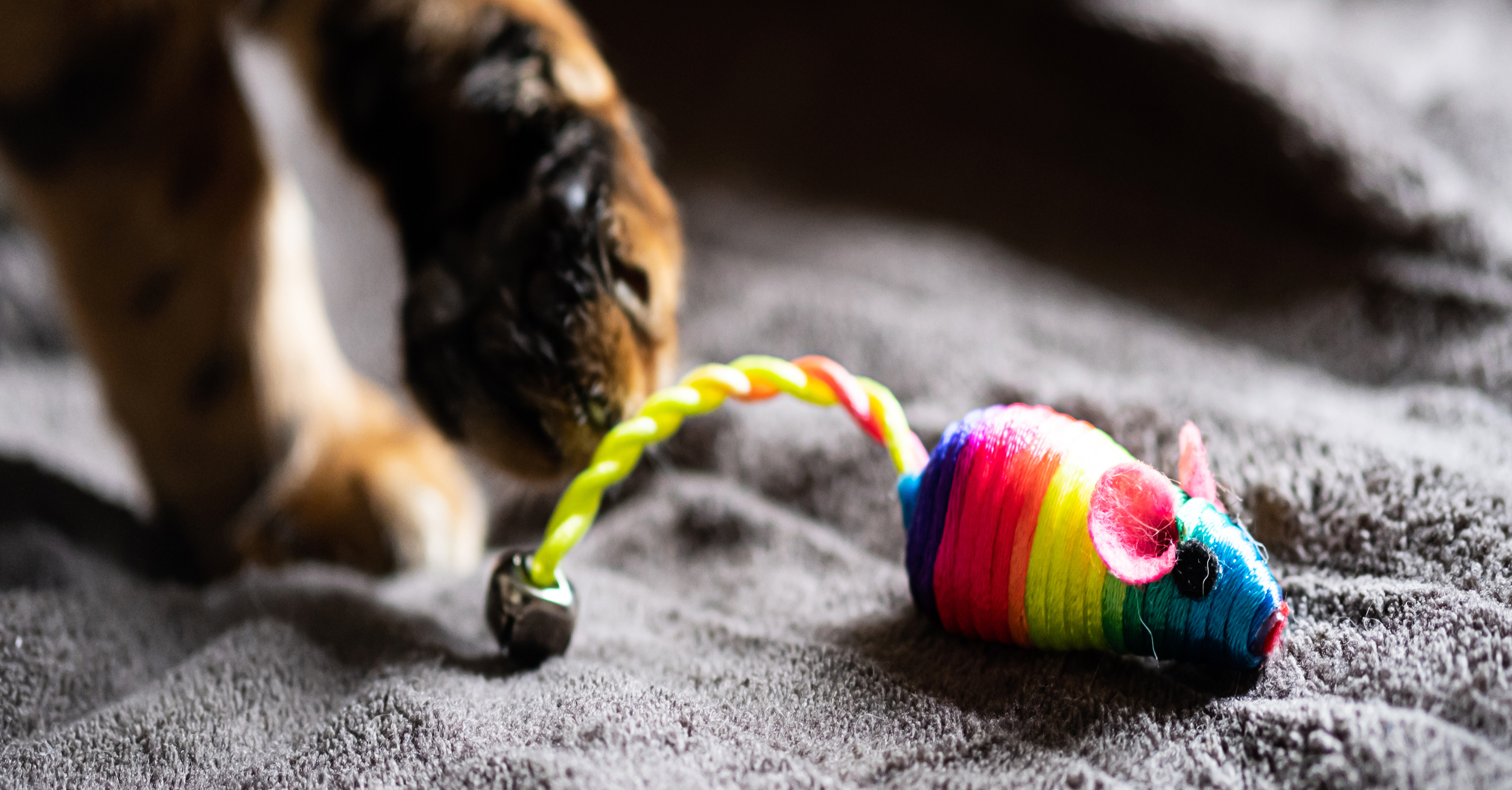 Fun Vet-Recommended Games for Cat Owners to Try | Hastings Veterinary Hospital