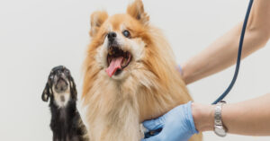 Early Health Issue Detection Tips for Pet Owners of all Kinds | Hastings Veterinary Hospital