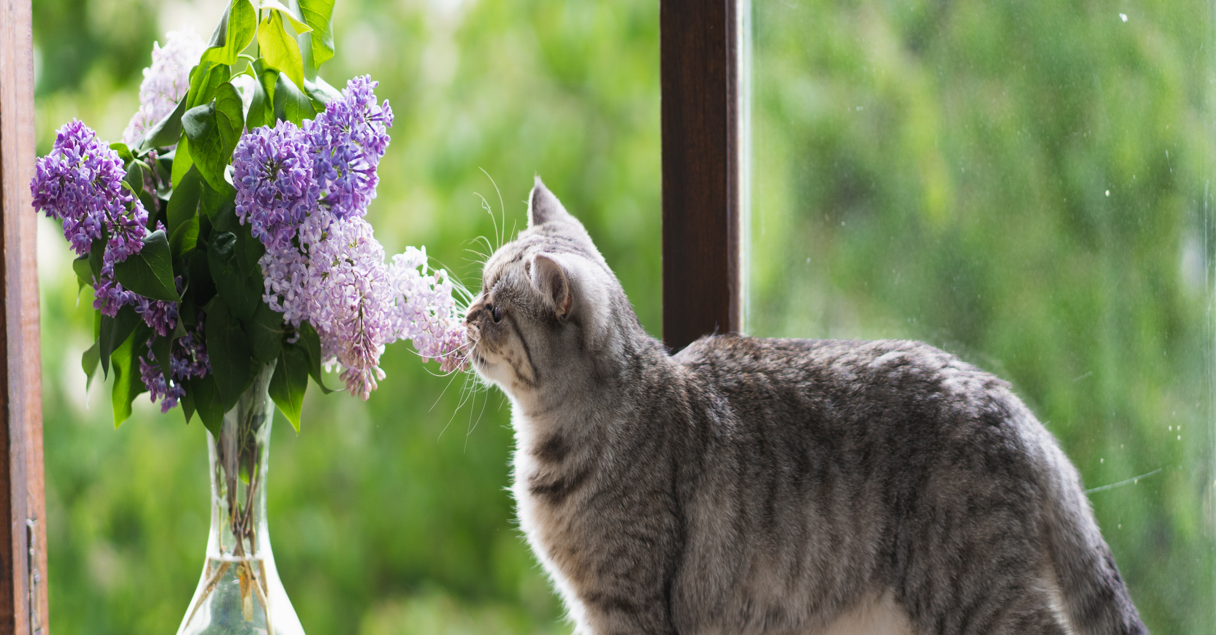 Easter Plants You Need to Keep Away from Pets | Hastings Veterinary Hospital