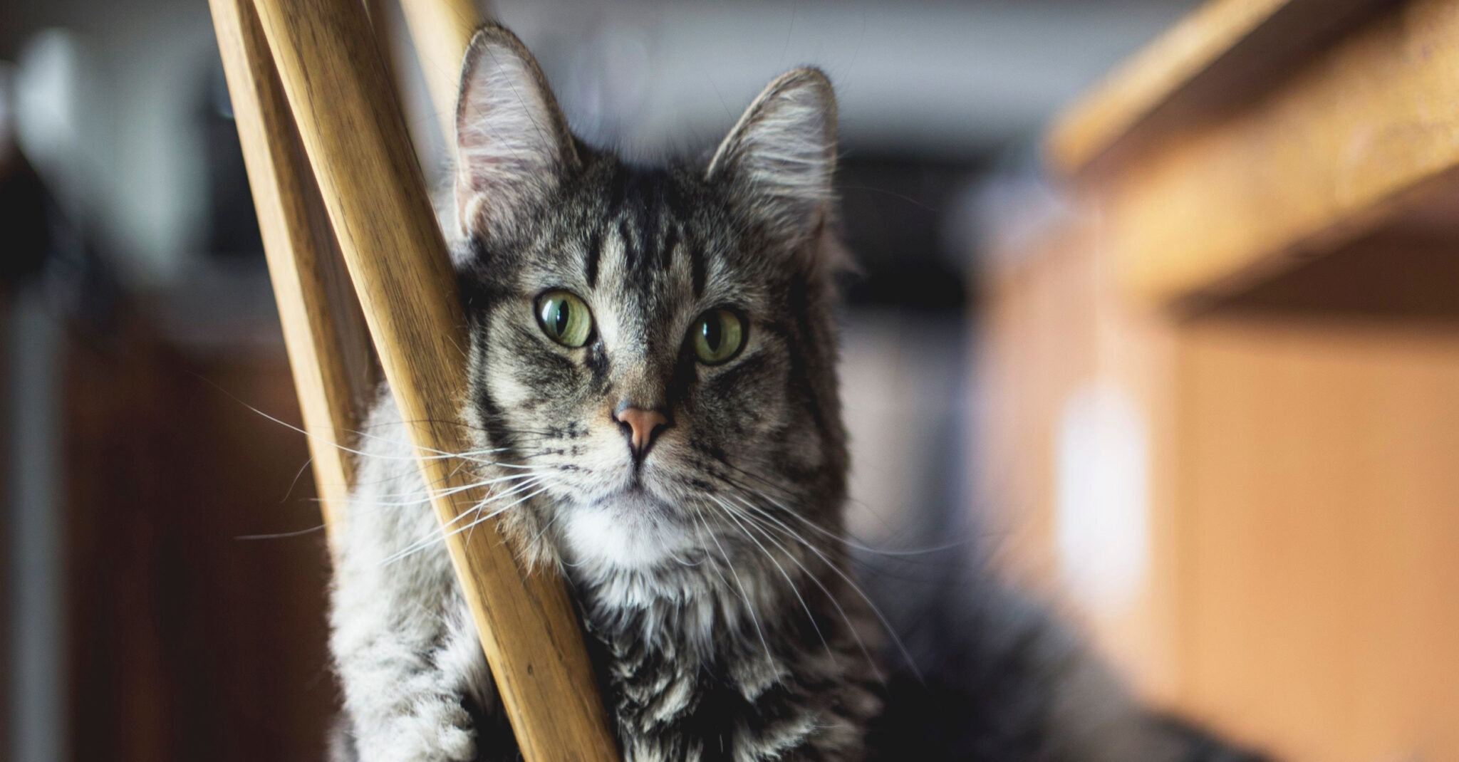 Signs Of Joint Pain And Arthritis In Senior Cats To Be Aware Of