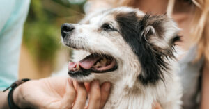How to Embrace Aging for Older Pets & Make Yours Comfortable | Hastings Veterinary Hospital
