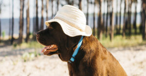 Do's and Don'ts for Caring for Your Pet During Warm Weather | Hastings Veterinary Hospital