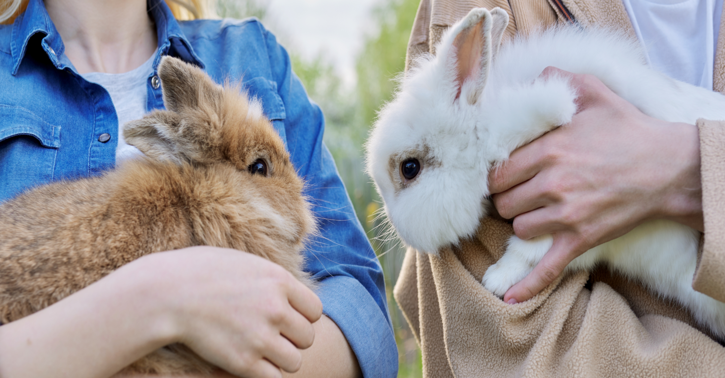 Is There a Right Way to Hold a Rabbit? (The Answer is Yes, and Here's How) | Hastings Veterinary Hospital