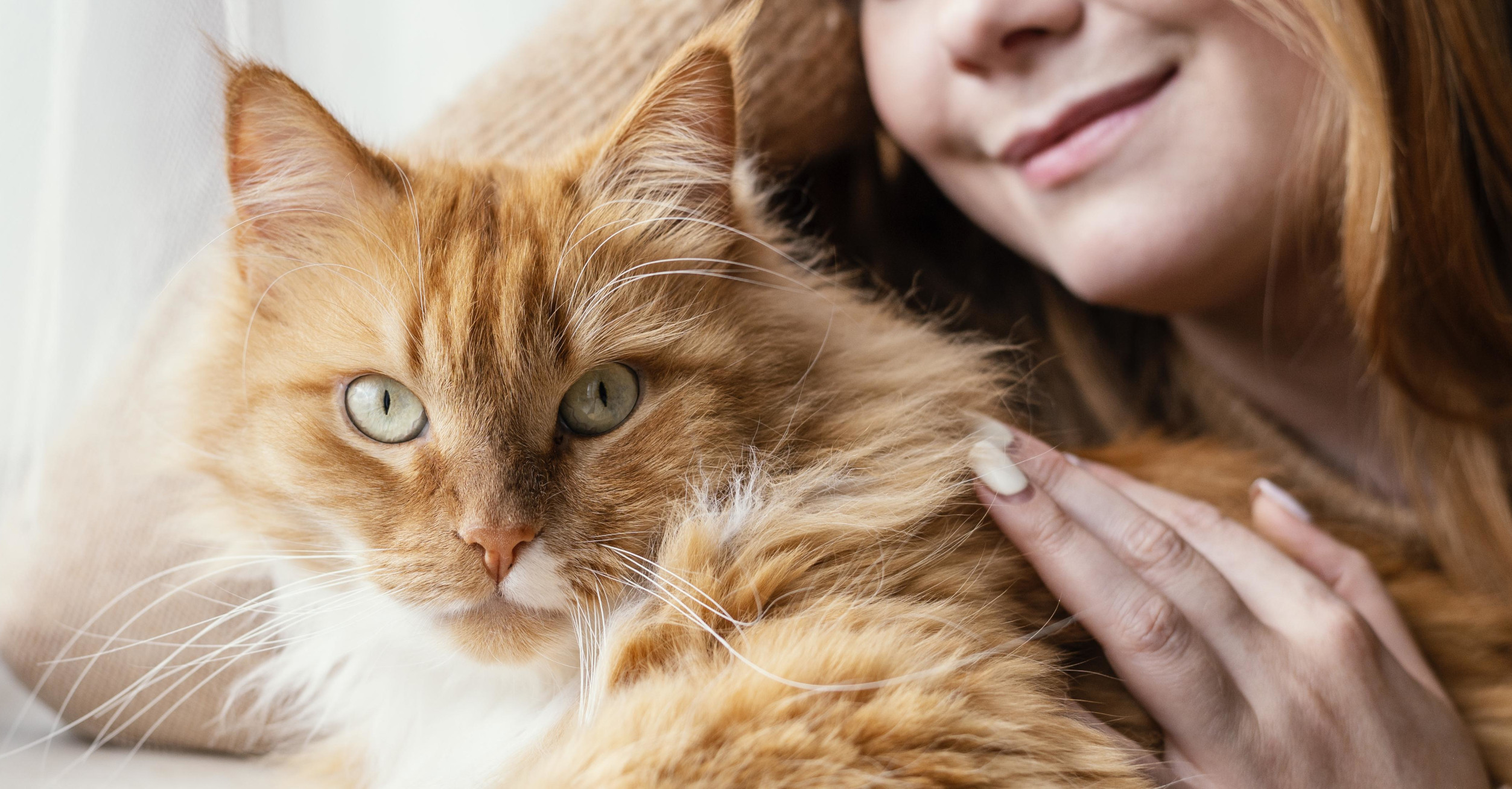 Things Your Vet Needs to Look For in Your Senior Cat, And Why | Hastings Veterinary Hospital