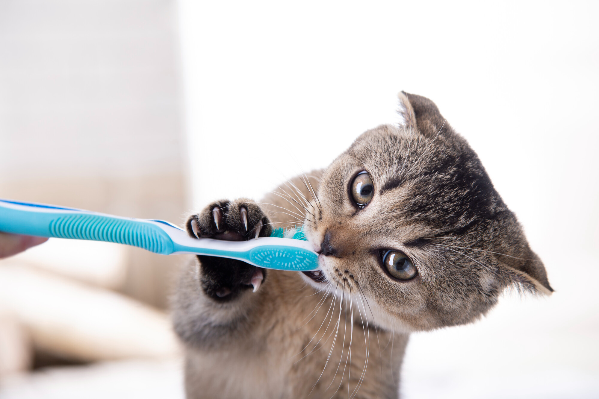 Benefits of Practicing Preventive Pet Care at Home | Hastings Veterinary Hospital