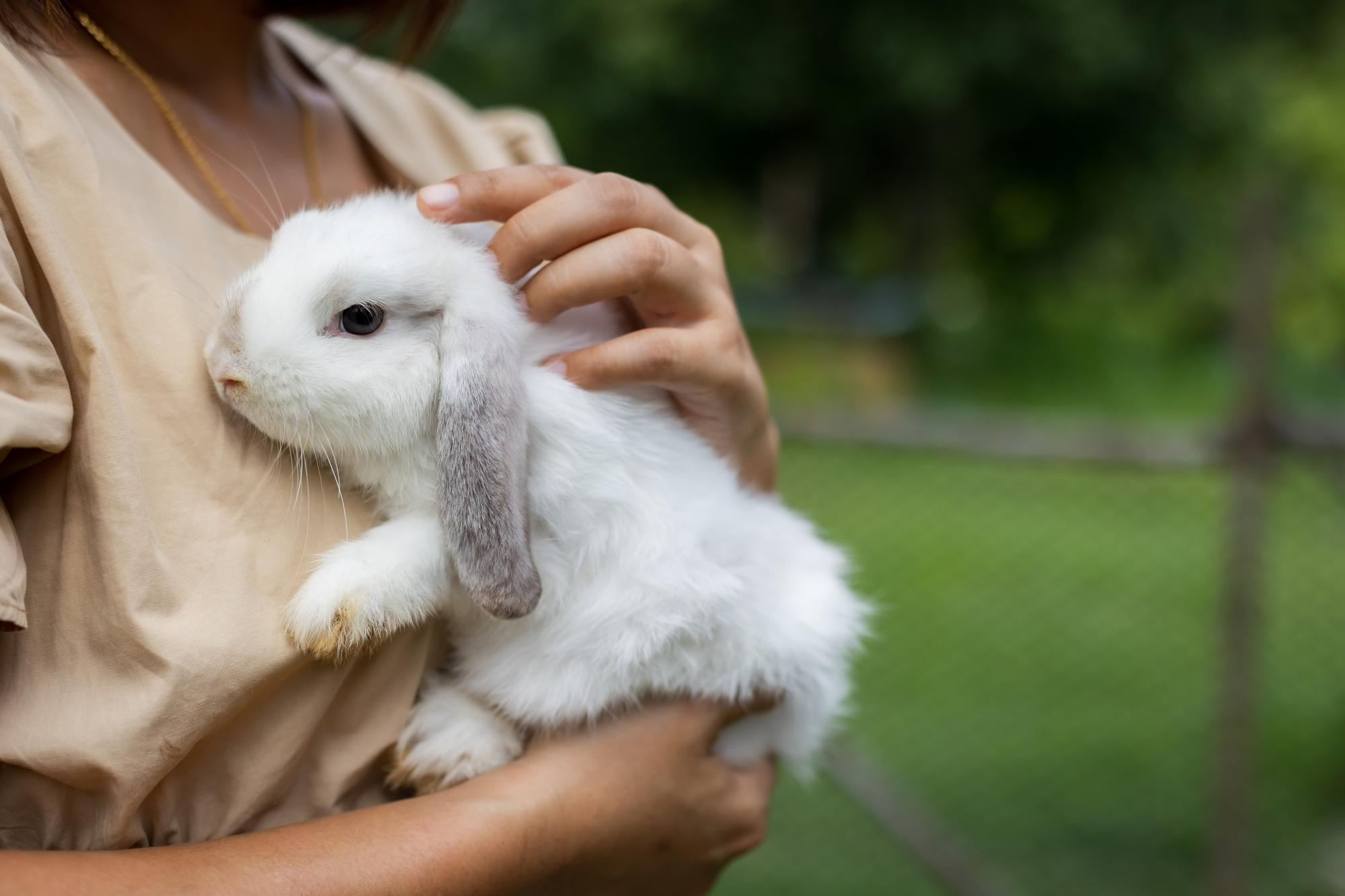 Frequently Asked Questions About Rabbit Care | Hastings Veterinary Hospital