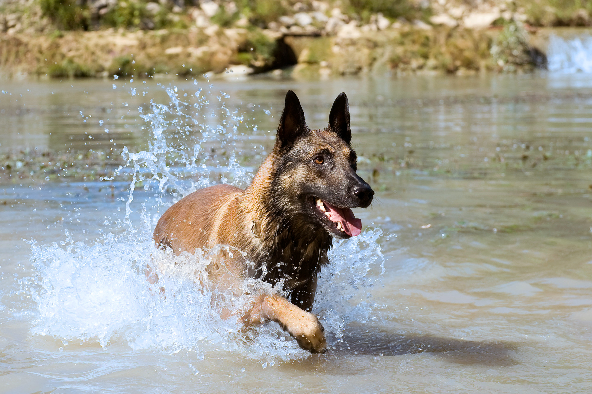 Beat the Heat with Our Summer Pet Care Tips! | Hastings Veterinary Hospital