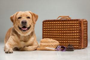 Do's and Don'ts for Pet Care While You're Away on Vacation | Hastings Veterinary Hospital