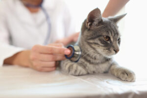 Benefits of a Recheck Examination Part 2: For Cats | Hastings Veterinary Hospital