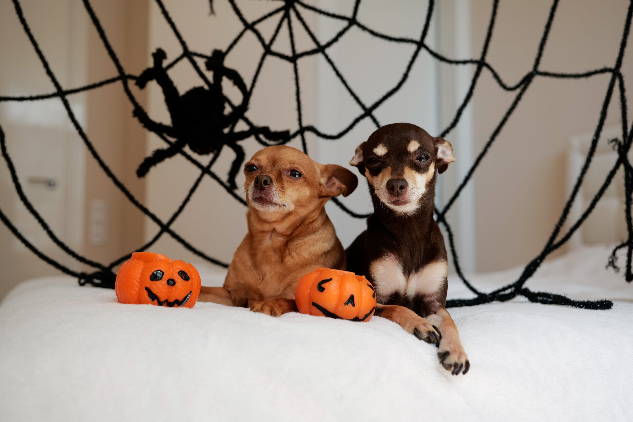 The Ultimate Halloween Care Guide for Dogs and Cats | Hastings Veterinary Hospital