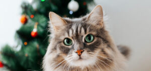 The Ultimate Holiday Care Guide Part 2: For Cat Owners | Hastings Veterinary Hospital