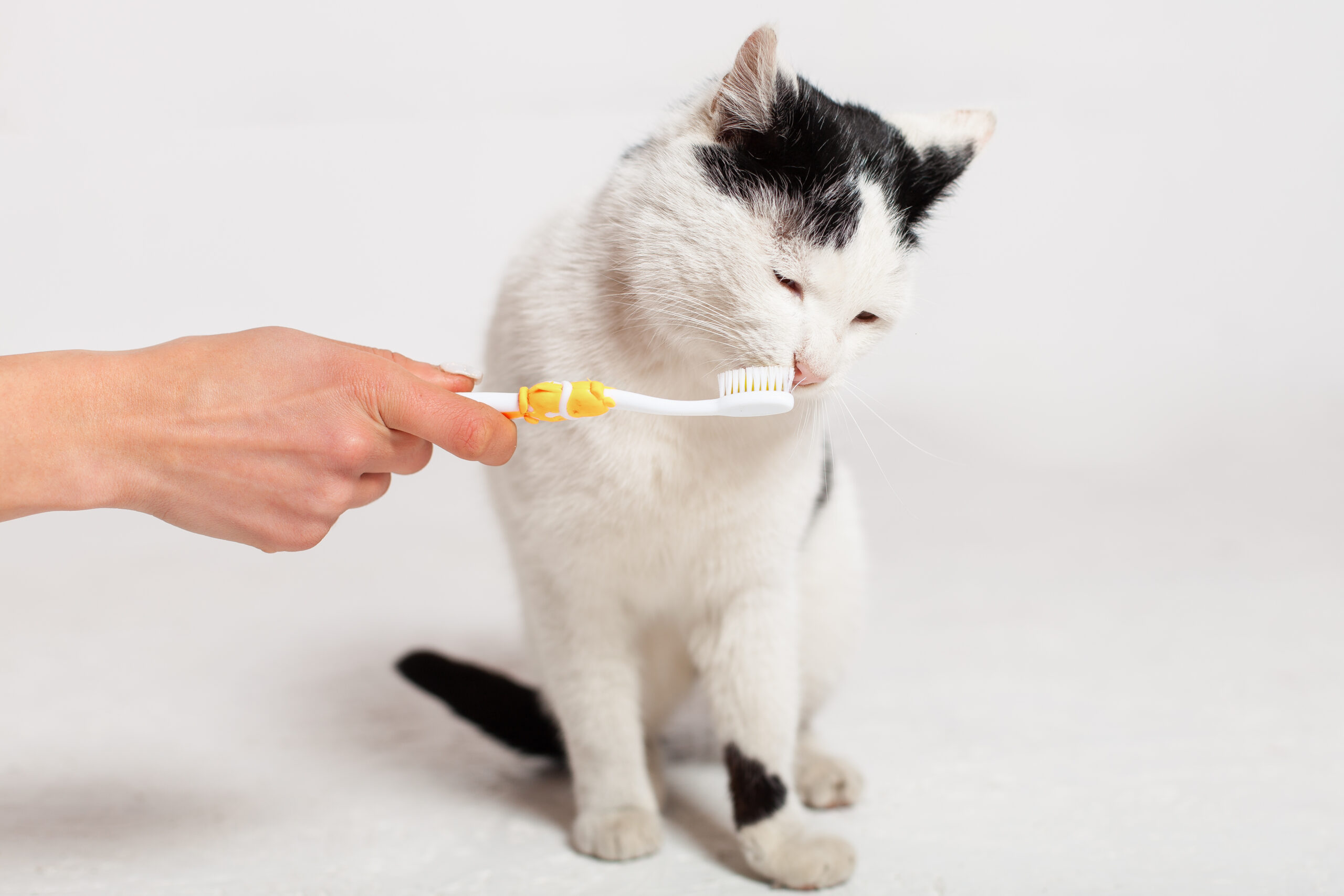 Dental Diseases in Cats that are Easily Preventable | Hastings Veterinary Hospital