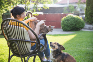 Summer Hazards for Cats and Dogs to Be Aware Of | Hastings Veterinary Hospital
