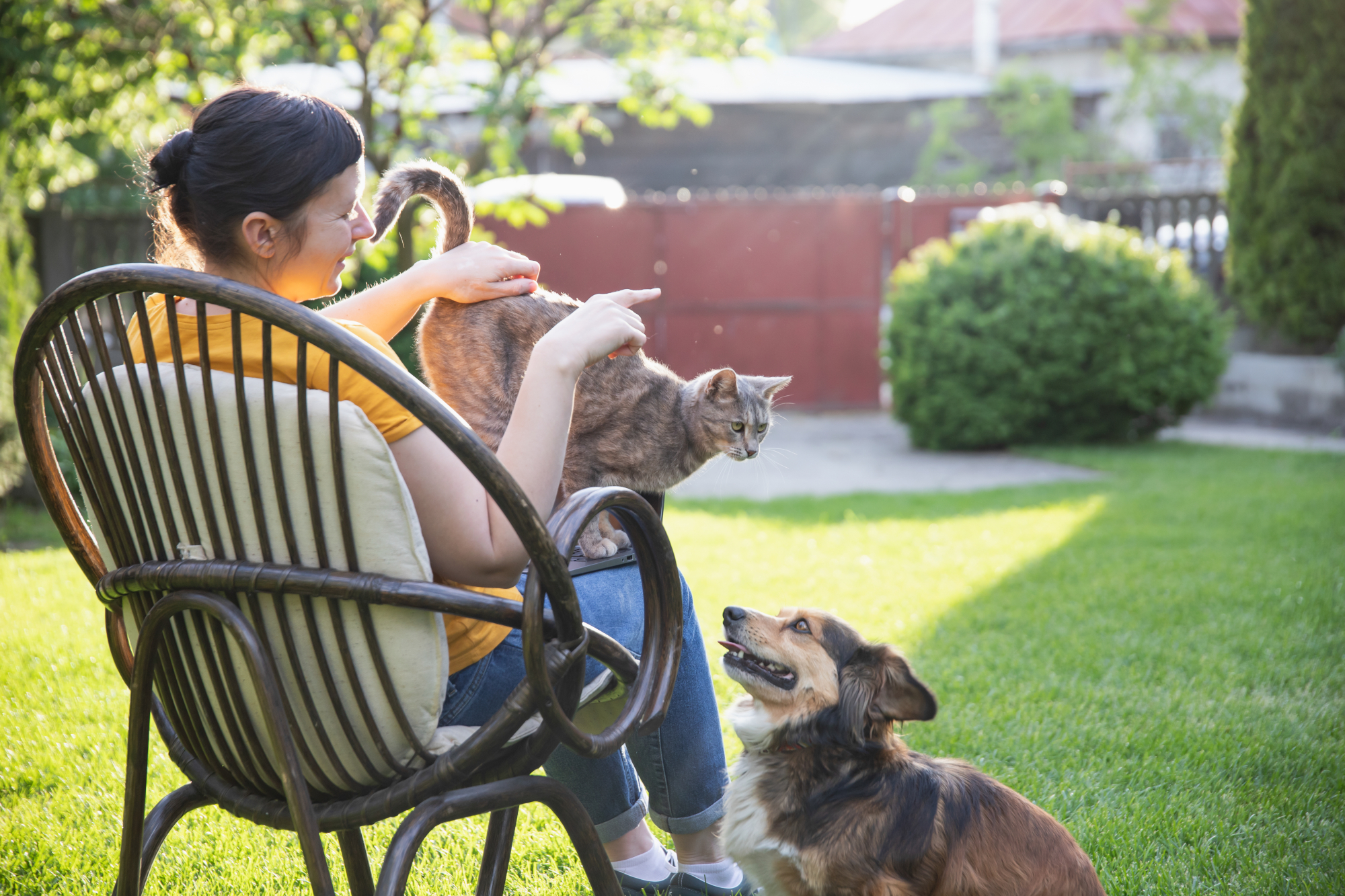 Summer Hazards for Cats and Dogs to Be Aware Of | Hastings Veterinary Hospital