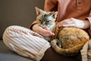 Everything You Need to Know About Chronic Vomiting in Cats | Hastings Veterinary Hospital