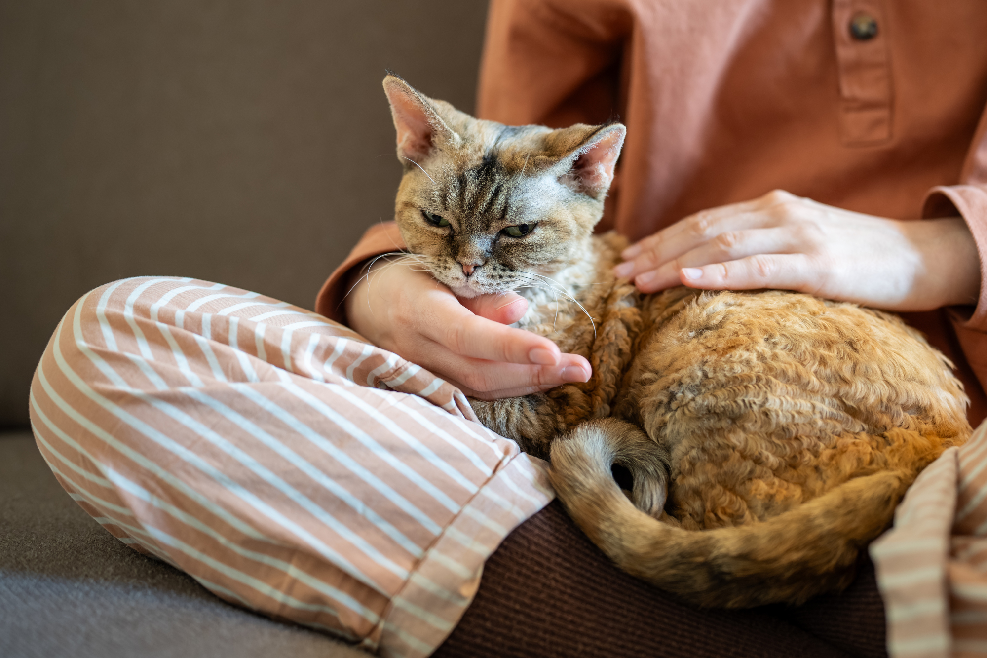 Everything You Need to Know About Chronic Vomiting in Cats | Hastings Veterinary Hospital