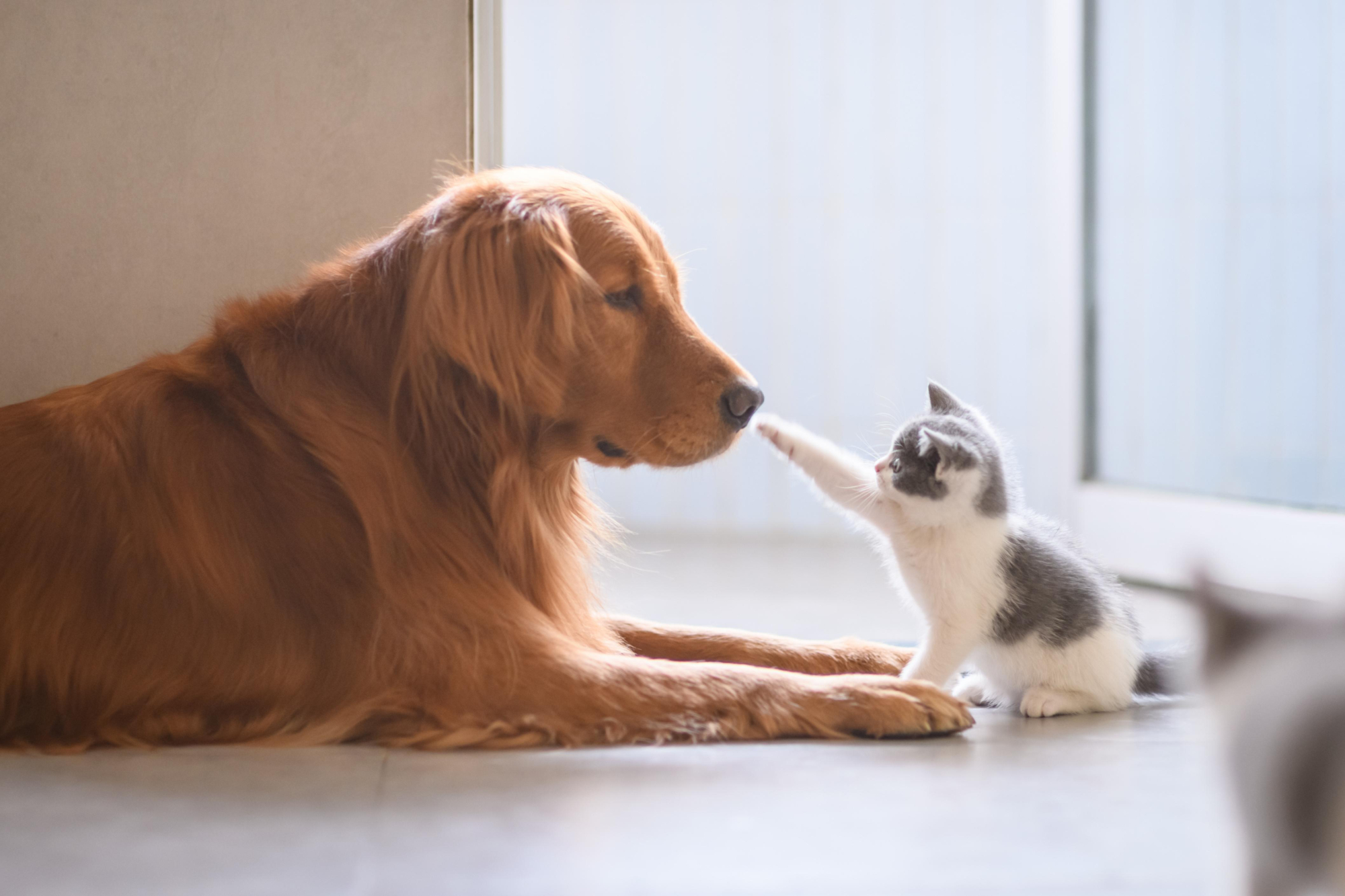 How to Introduce a New Pet into a Multi-Pet Home with Care | Hastings Veterinary Hospital