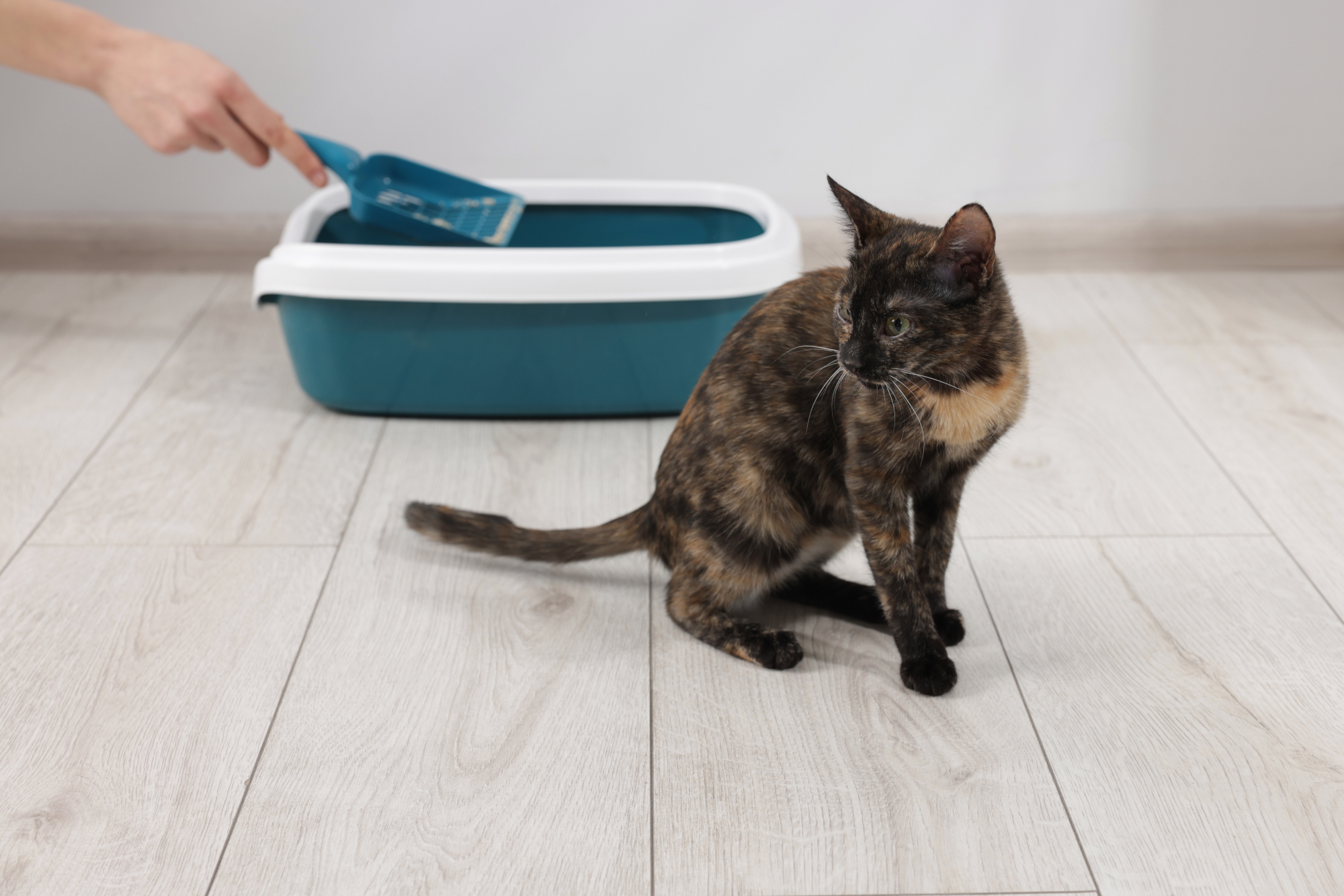 What Does Soft Stool Mean in Pets? Causes and How to Help | Hastings Veterinary Hospital