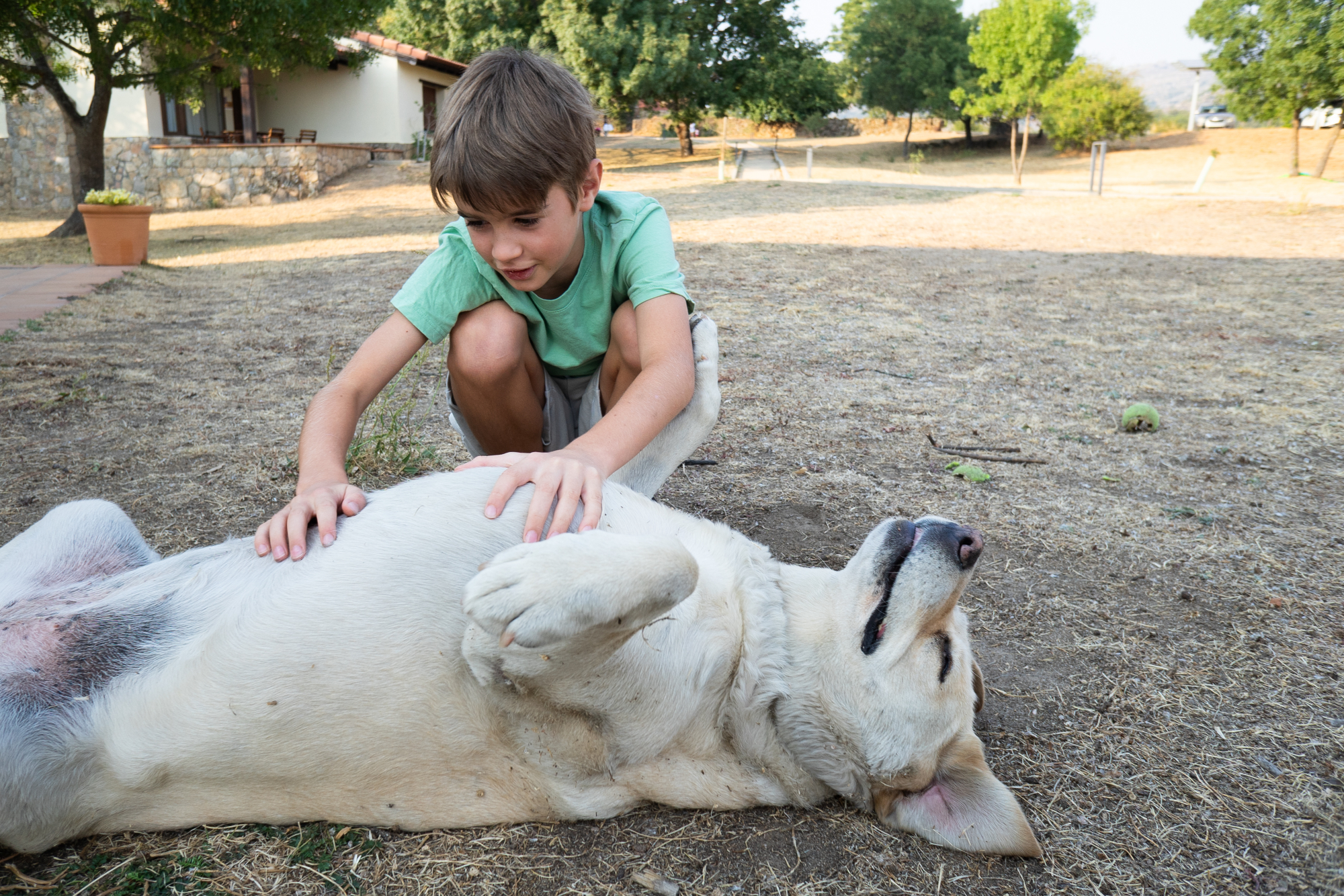 Gentle Play Activity Ideas for Senior Dogs and How They Help | Hastings Veterinary Hospital