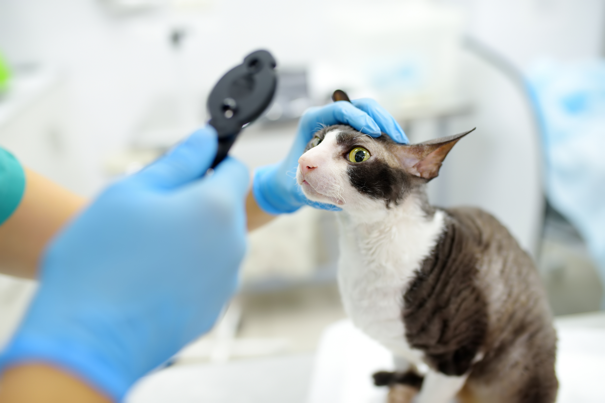 Pet Eye Care Guide: Protecting Your Dog and Cat’s Vision | Hastings Veterinary Hospital