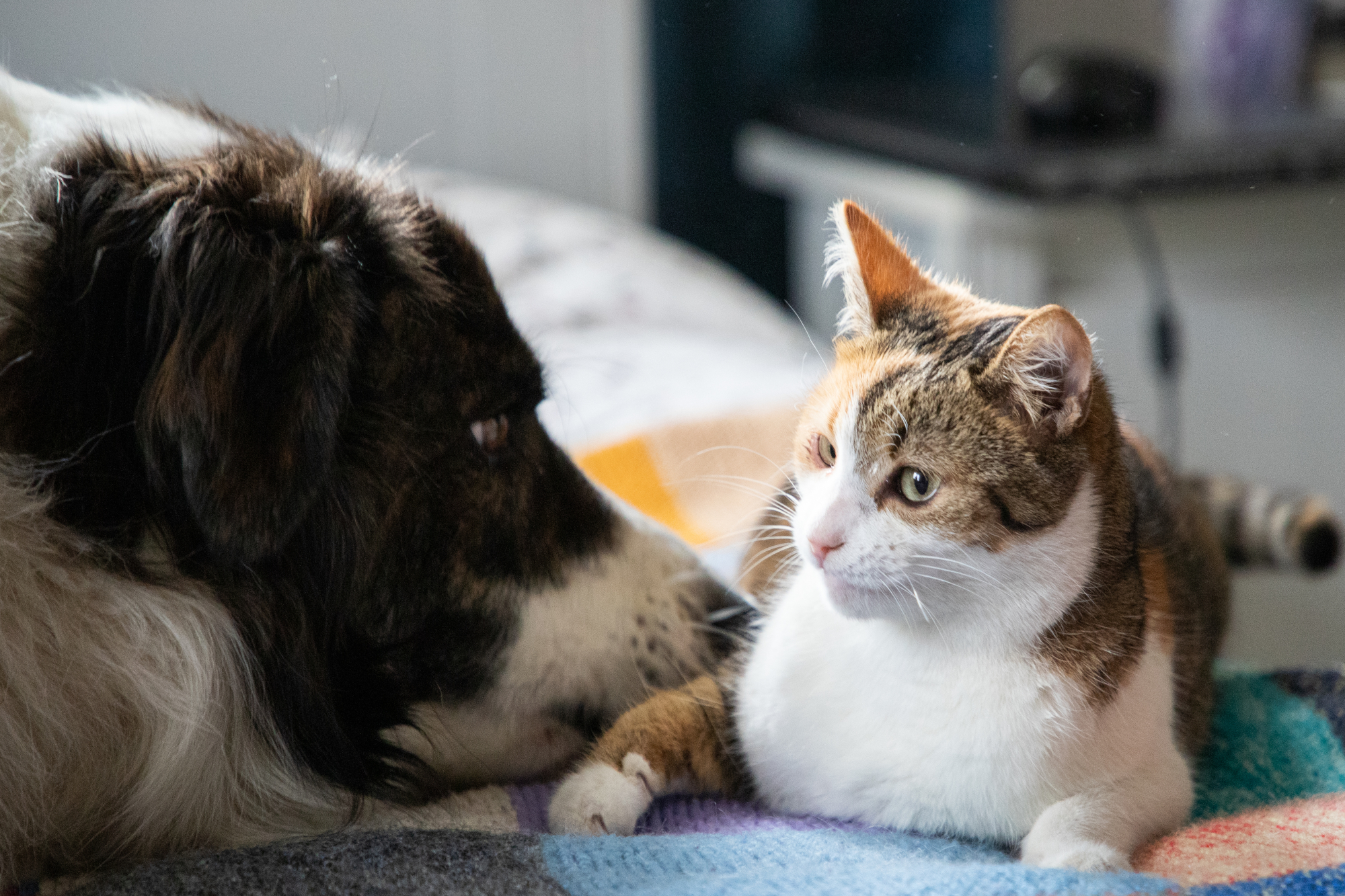 The Dos and Don'ts of Introducing New Pets to Each Other | Hastings Veterinary Hospital