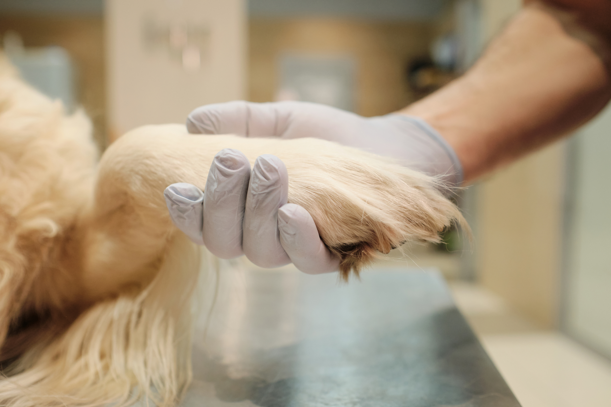 Types of Dog Foot Foreign Bodies to be Aware of | Hastings Veterinary Hospital