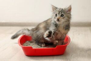 Helpful Litterbox Strategies for Cat Owners | Hastings Veterinary Hospital