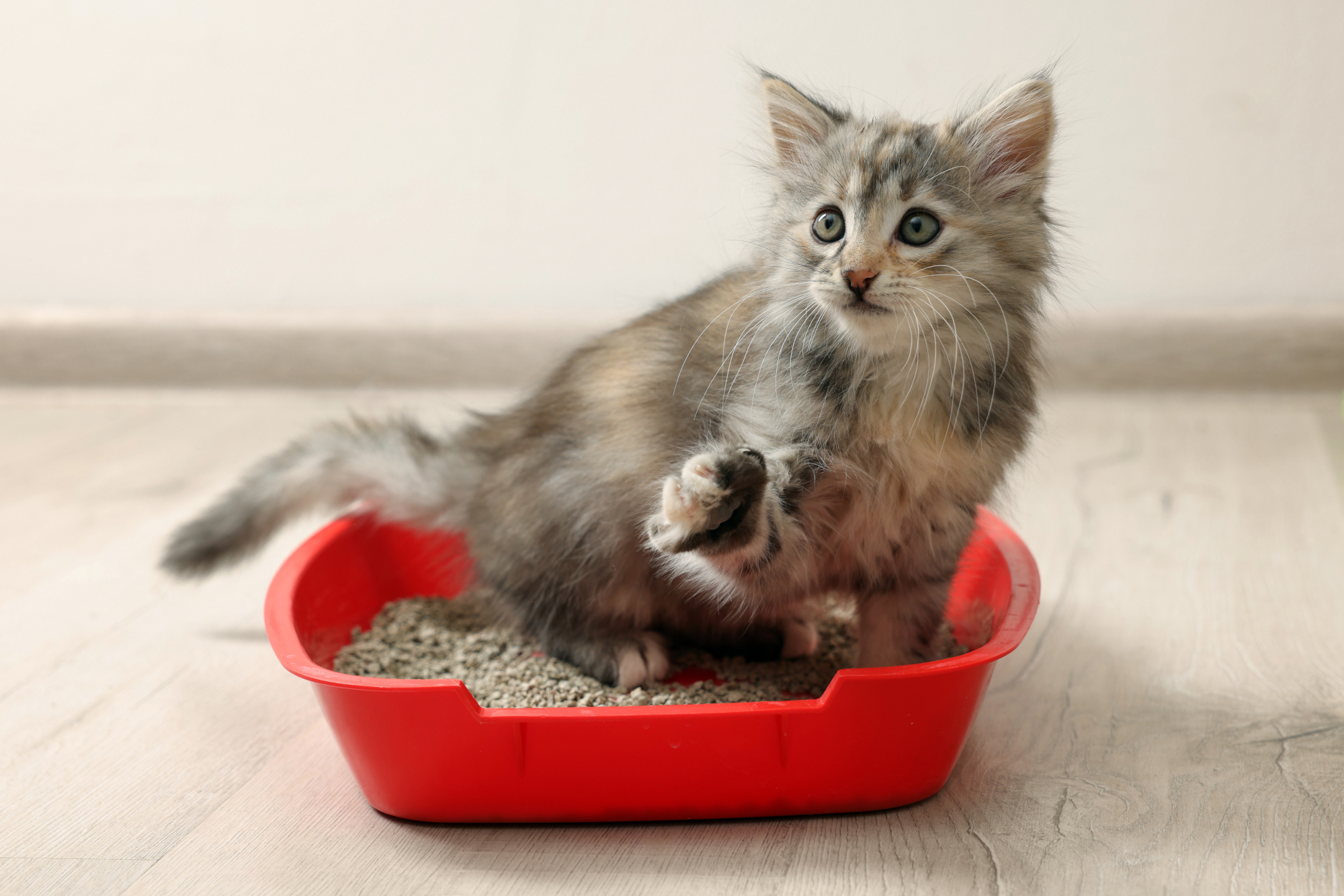 Helpful Litterbox Strategies for Cat Owners | Hastings Veterinary Hospital