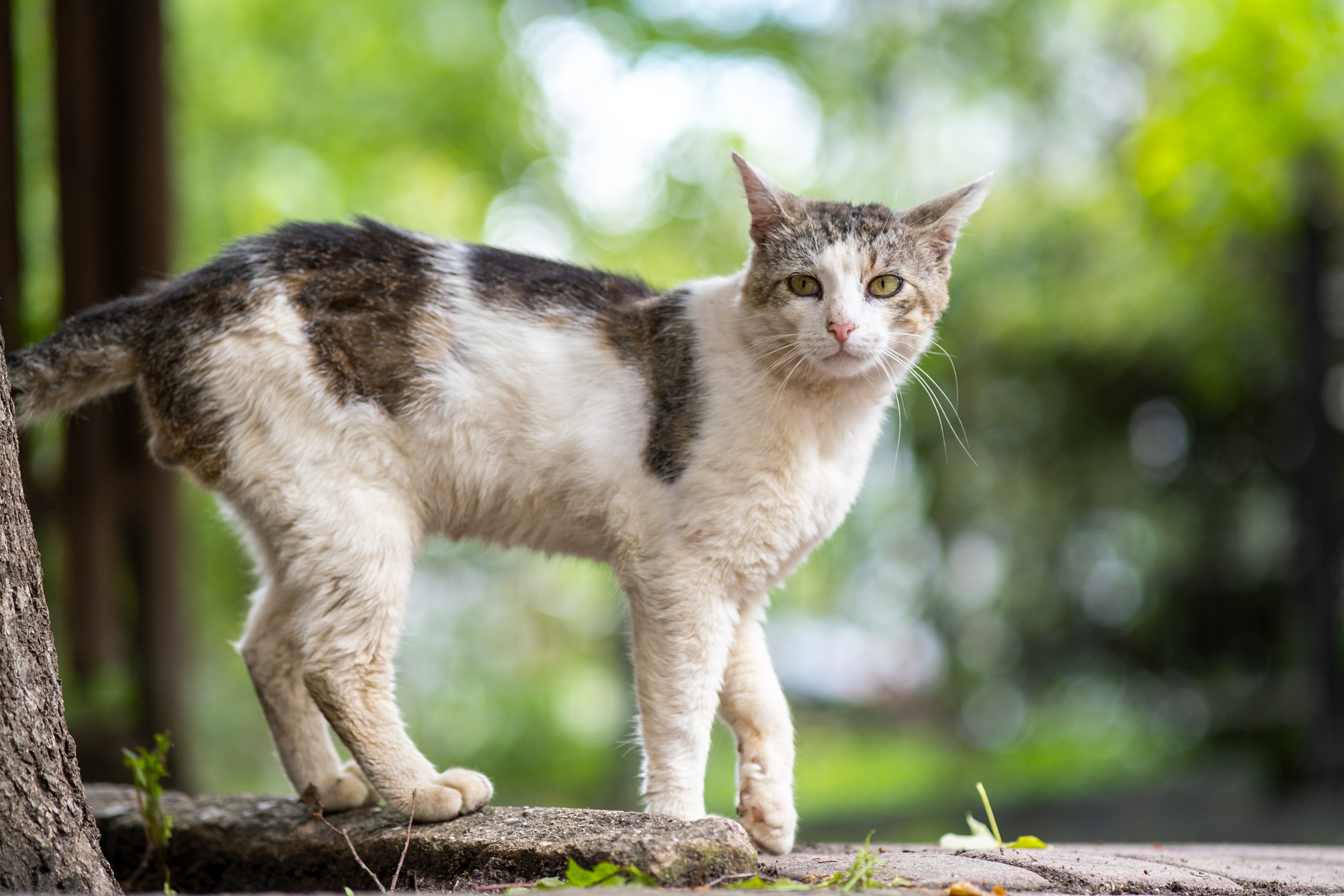 Understanding Hyperthyroidism in Senior Pets: The Feline and Canine Realities | Hastings Veterinary Hospital